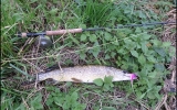 pike on a pink fly