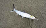 Ladyfish caught from the beach
