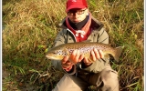 Brown trout 50+