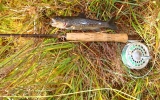 Mountain lake trout