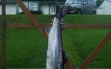 6 lbs Atlantic salmon