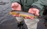 Nice brown trout