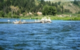 Pelicans on the South Fork of the Snake