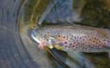 Trout on a dry fly