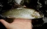 Grayling caught in a deep pool