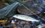 Rocky Mountain White Fish - The Creek is full of them.  I caught 5 or 6 to each trout that I landed