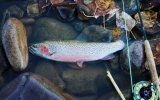 Cuttbow - The native fish to the area is the West Slope Cutthroat Trout