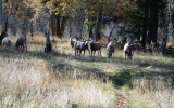 Big Horn Sheep grazing near the creek