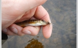 Super trout on Loch Ordy