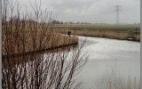 Polder ditches with lots of fish