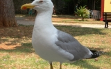 Brutal seagull