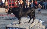 Bulls during Moraira en festas