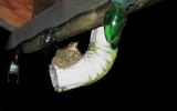 Hummingbird nesting, very tiny