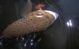 On the dry fly
