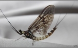 Ephemera vulgata (mayfly)