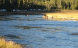 Elk herd and congestion along the Madison