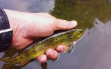 Nice small brown trout